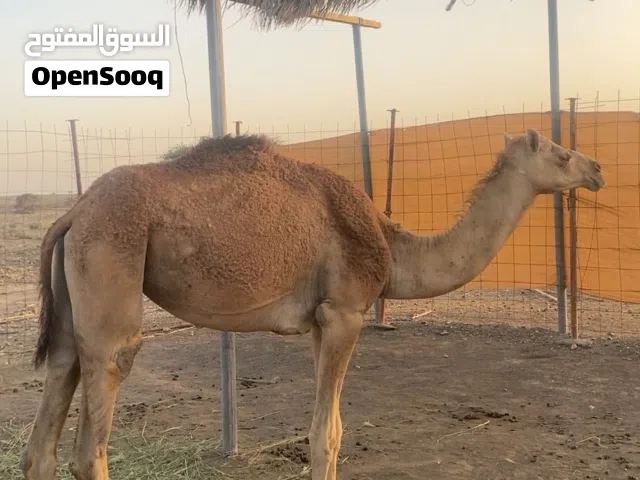 للبيع بكره