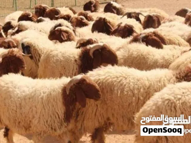 طعام مواشي
