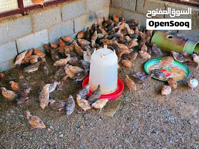 للبيع سمان