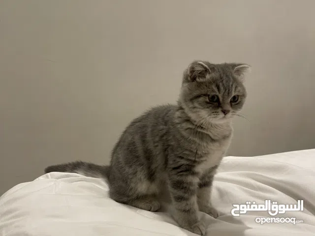 كيتين ذكر سكوتش فولد