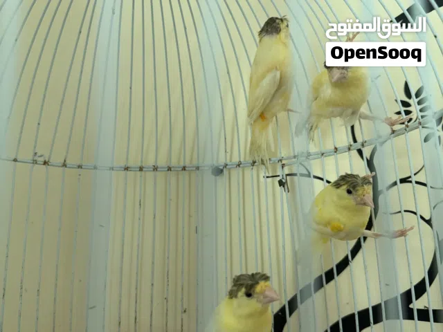 كناري كثير الغناء منتج