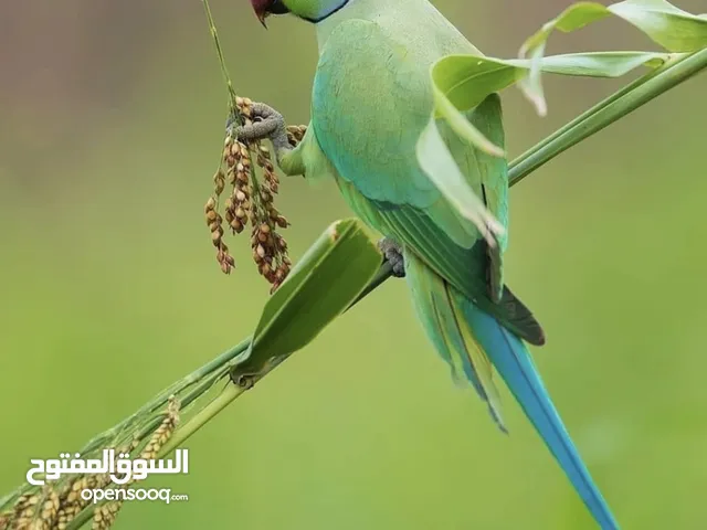 فروخ الدره المطوقه ( المتوه) الأخضر