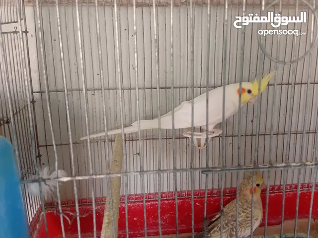 غرفة كنار مع جوزين كوكتيل مع جوز حب كاملة للبيع مع كامل الاقفاص
