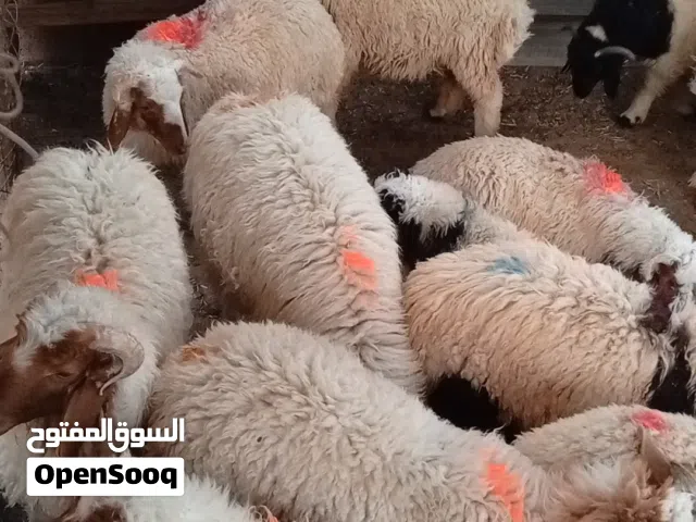 اغنام للبيع
