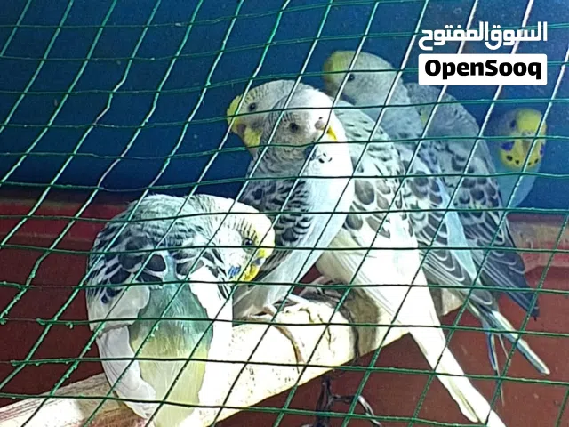 يتوفر طيور حب للبيع شكري ورصاصي