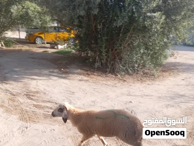 خروف مشاء الله عيب لا