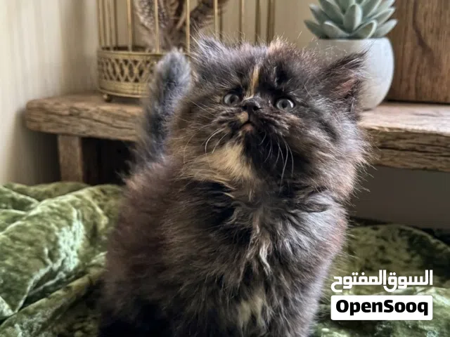 Adorable Shiriazy Kitten Available