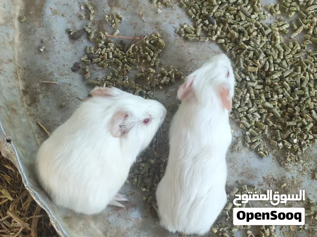 وبر لون الابيض عيون احمر