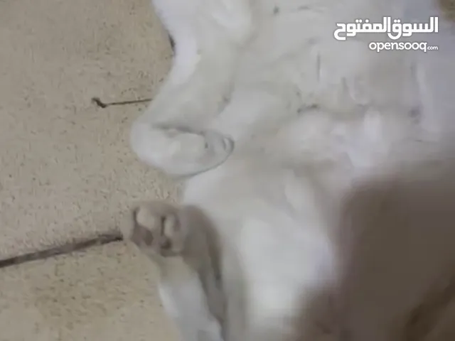 قط للتبني مهجن كلش حلو