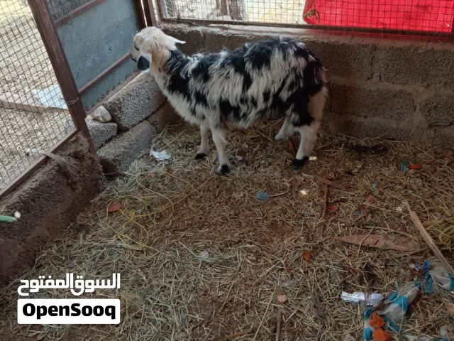 للبيع كبش نجدي