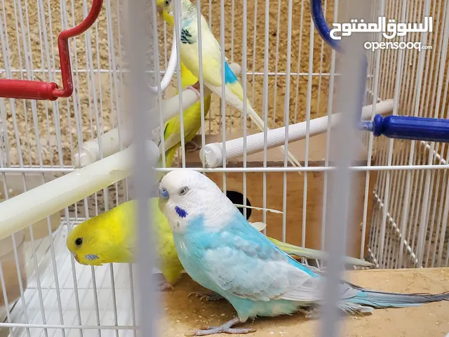 زوجين طيور عشاق بادجي مع قفص كبير وفراخات