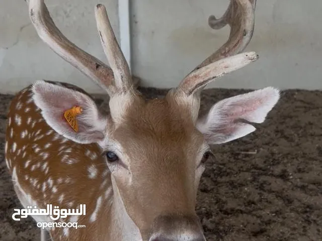 غزال للبيع فحل ونثيه فلودير كبار وصحه جيده