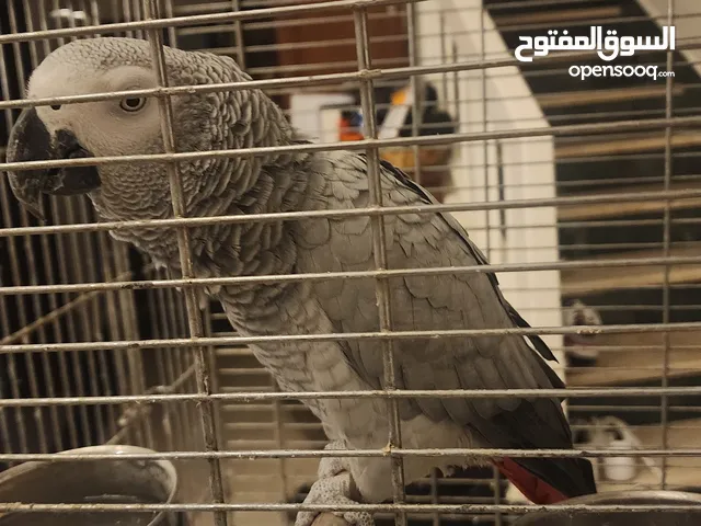 كاسكو عمر 7 سنين مسلي ومحبوب