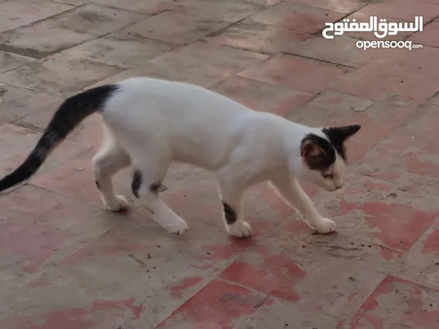 طوب بون كزيون