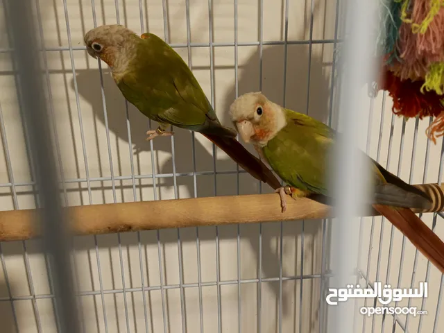 جوز جرين شيك ( صحة و نظافة )