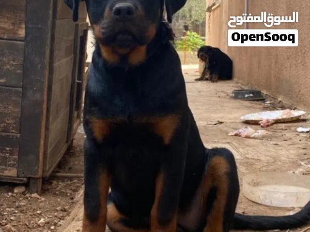 انثى روت وايلر