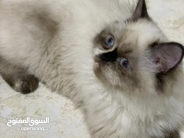 قطة هملايا جوكلت