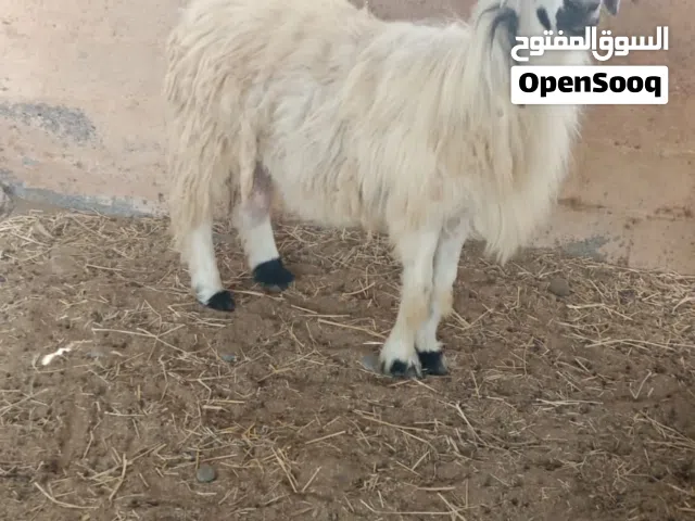 كبش تربية ضخم