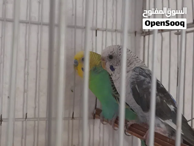 كوبيا بقلينو للبيع مصوقره بلقفص الوصف