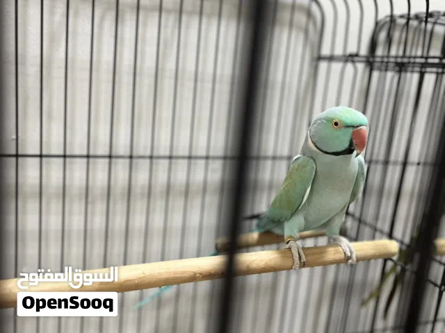 ببغاء  ذكر بالغ ازرق مع لون خفيف اخضر في الجناح