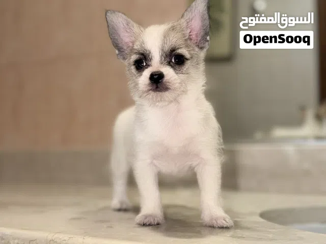 جراء شيواوا صغيرة  ذكور وإناث  Chihuahua Puppies UAE Delivery 1500