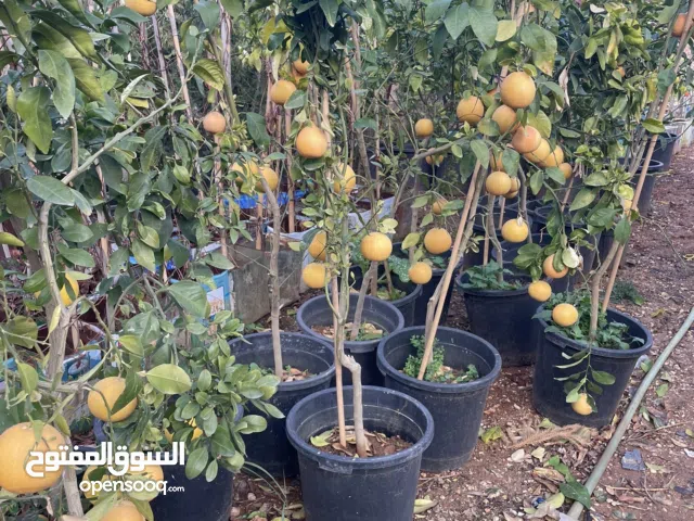 مشاتل الأندلس