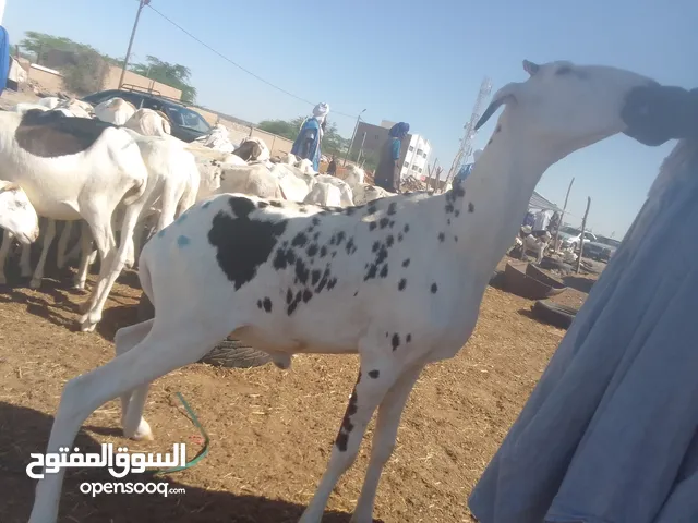 ذاك كبش زين واكبير