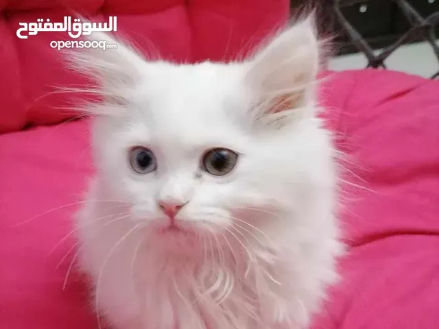 قطه شيرازي العمر 3شهور