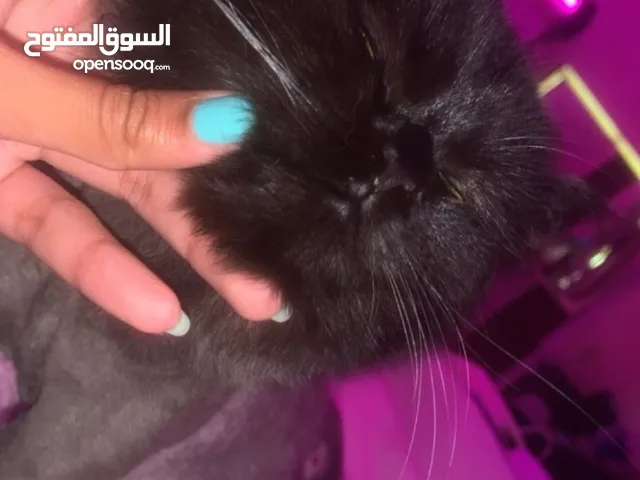 قطة للتبني