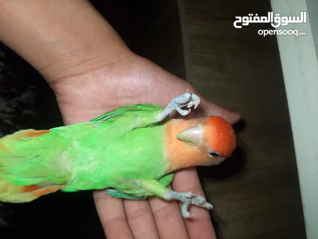 روز اليف جدا