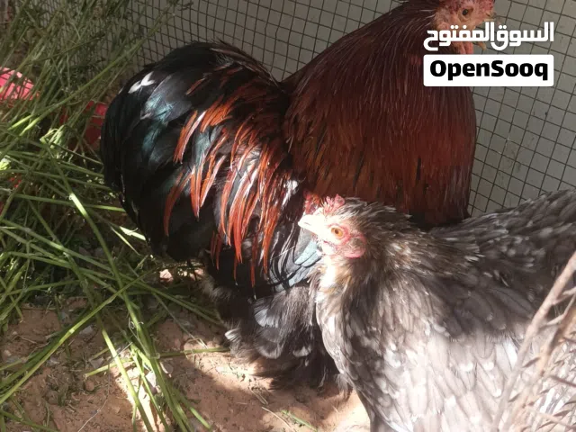دجاجة وفروج استرالي