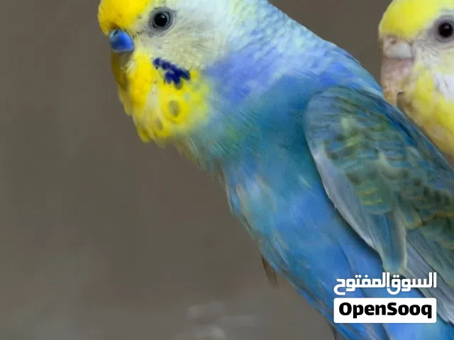 طيور حب رينبو