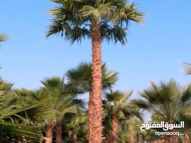 نخل واشنطني زينه للبيع واشنطونيا