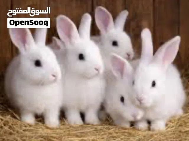 مطلوب مطلوب