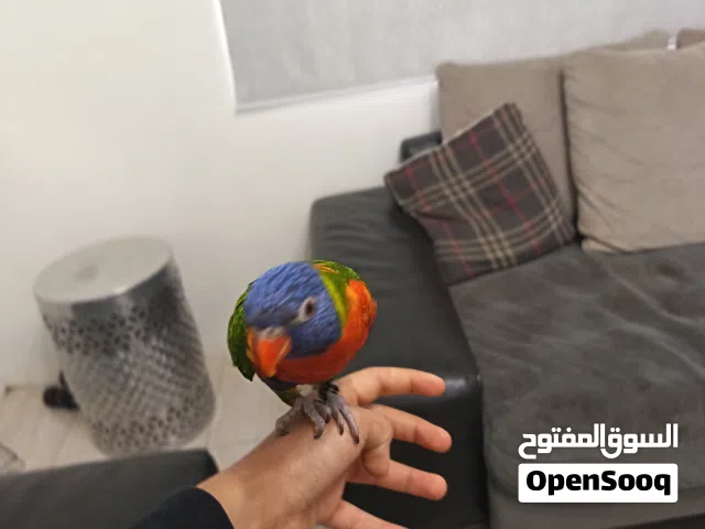 طير لوري يتكلم ويخربط والعمر  سبع شهور ويلعب ويرقص