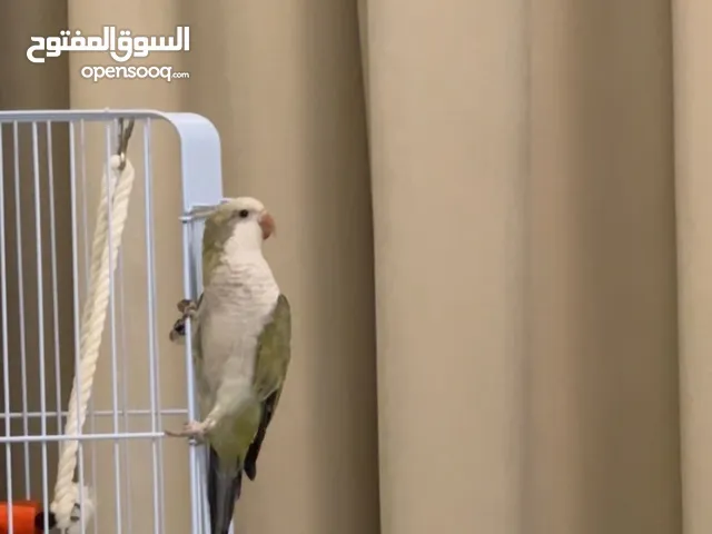 للبيع كويكر