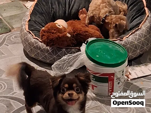 عدد 2 كلب صغار