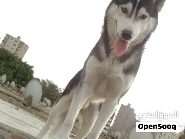 كلب هاسكي للبيع