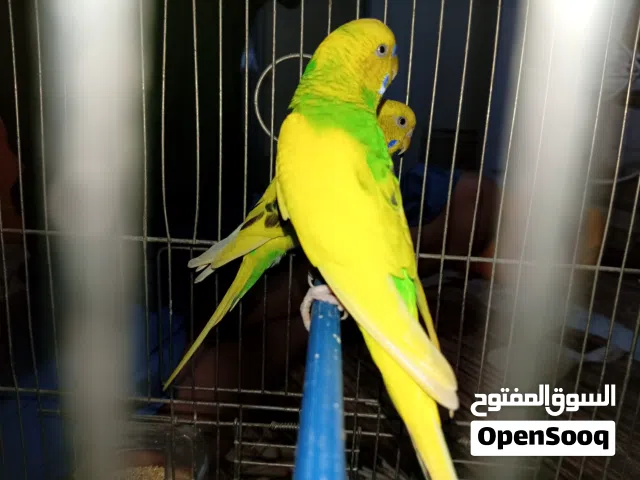 عصفور بقلينو باندى اقرى الوصف