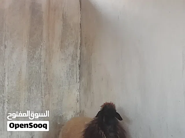 فطيمه برقاويه درجه اولى