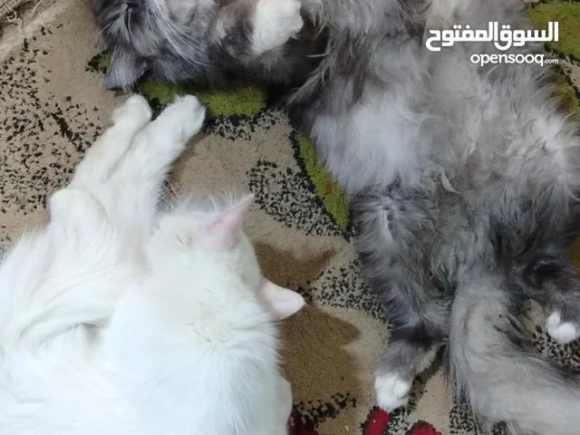قطاط للبيع