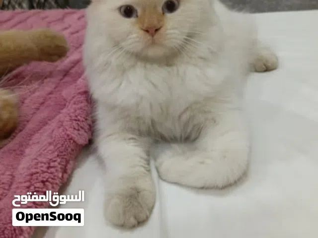 قطط للبيع صغيره