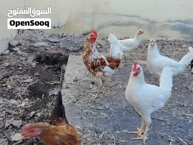 بيع دجاج هجين قريب الانتاج ...