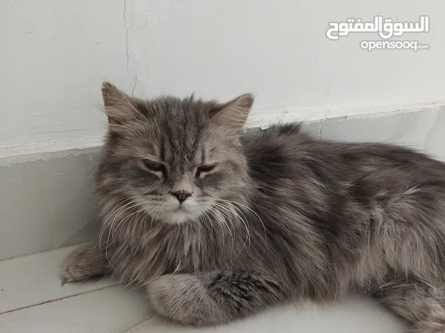 Lion Faced Persian Beauty Cat