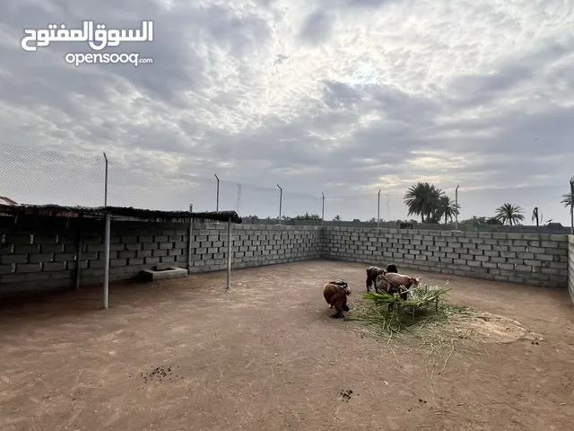 Farm Land for Rent in Al Batinah Suwaiq