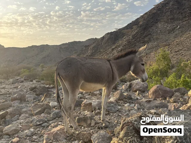 للبيع حماره