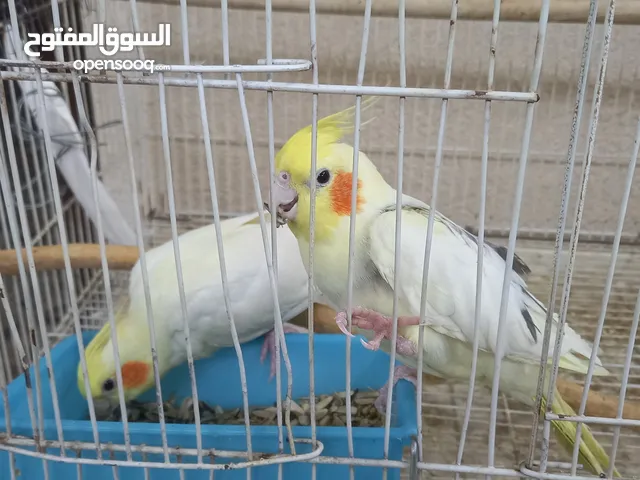 زوج كوكتيل (اليف ) اقراء الوصف