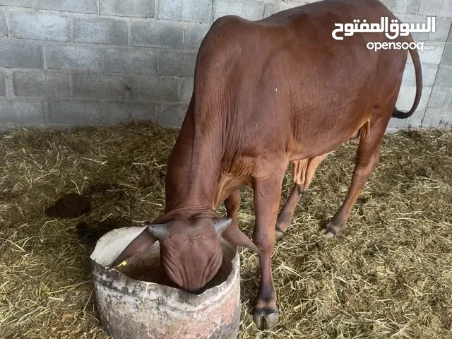 ‏للبيع ثيران