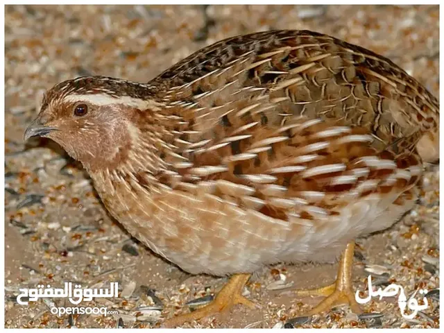 فر عمر 35 يوم 1.5 الجوز