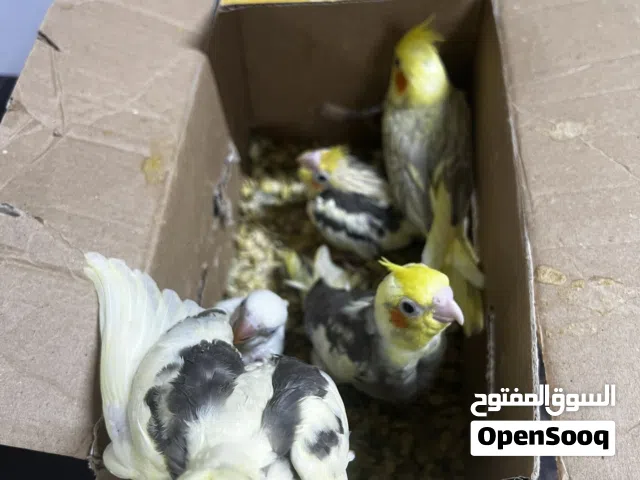 فروخ كوكتيل و بركديلو ترويض